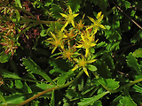 aizopsis hybridný