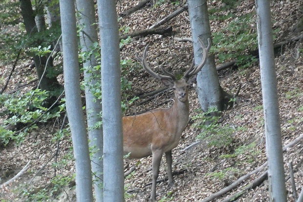jelen lesný Cervus elaphus