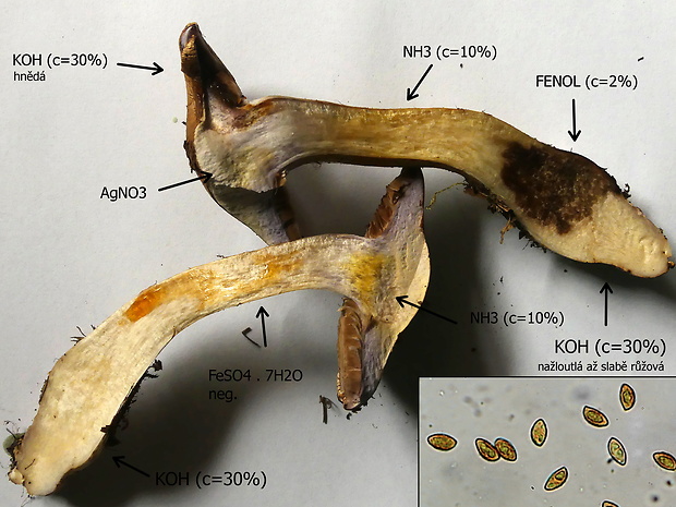 pavučinovec mäsitý Cortinarius largus Fr.
