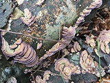 ryhovec želatinovitý