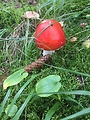 muchotrávka červená