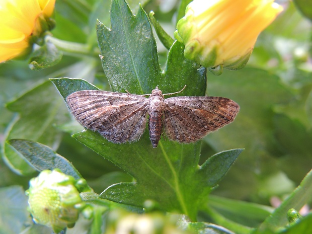kvetnatka obyčajná Eupithecia subfuscata ,,cf"