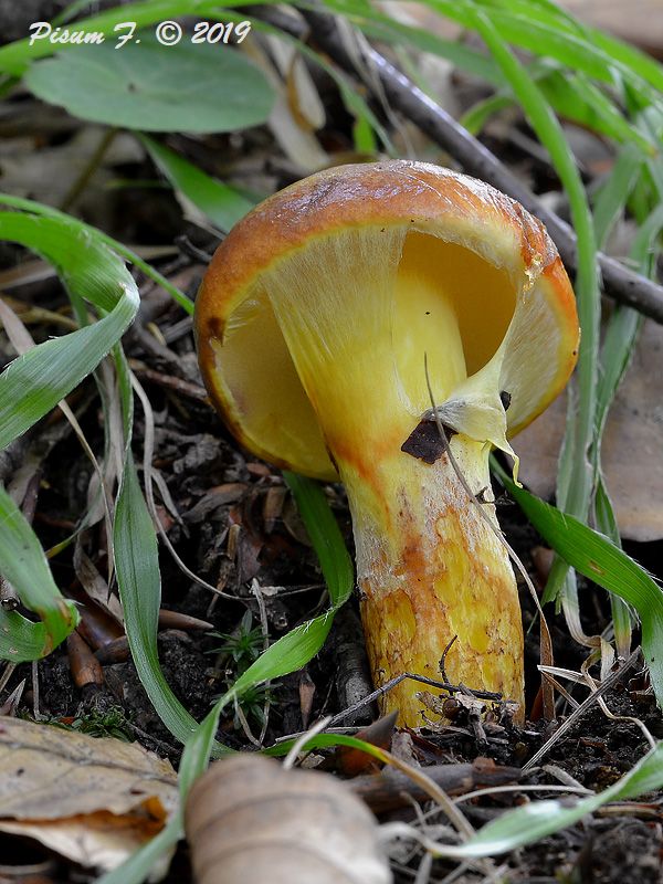 masliak smrekovcový Suillus grevillei (Klotzsch) Singer