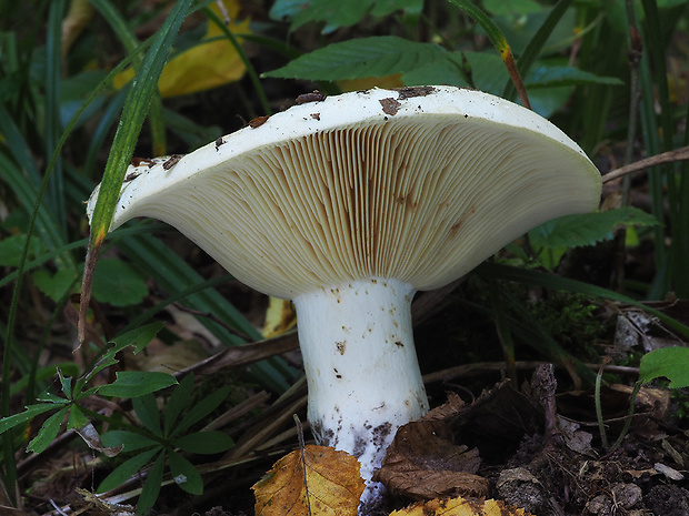 plávka žltovýtrusná Russula flavispora Romagn.