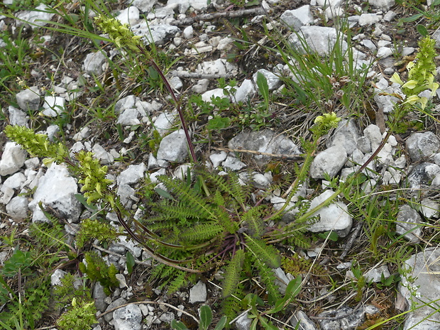 všivec Pedicularis elongata A. Kern