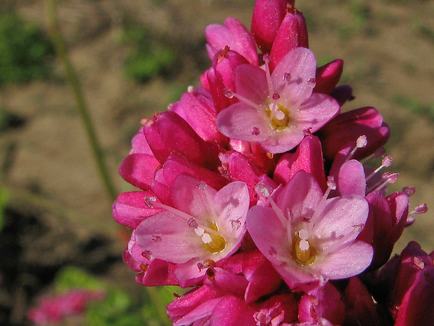 horčiak východný Persicaria orientalis (L.) Vilm.