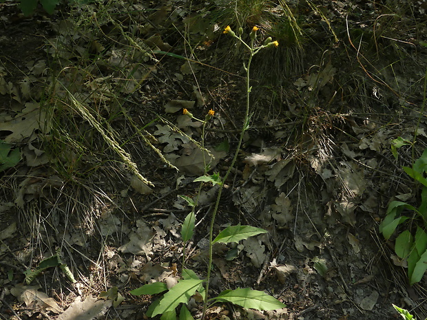 jastrabník lachenalov Hieracium lachenalii