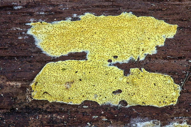 ponorenec citrónovožltý Trichoderma cf. citrinum (Pers.) Jaklitsch, W. Gams & Voglmayr