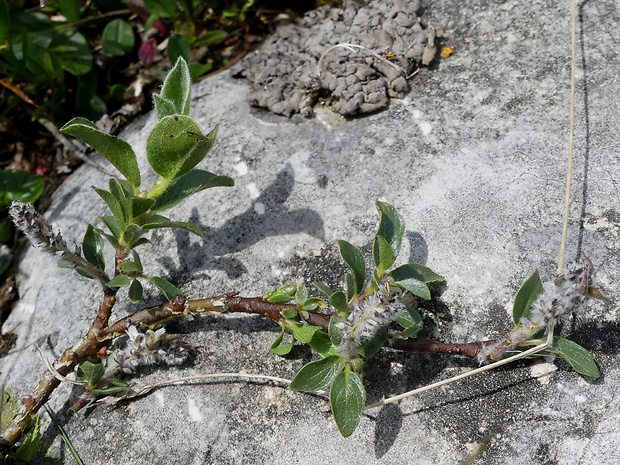 vŕba alpínska Salix alpina Scop.