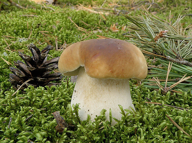 hríb smrekový Boletus edulis Bull.