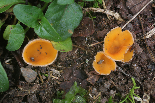 Pseudaleuria fibrillosa (Massee) J. Moravec