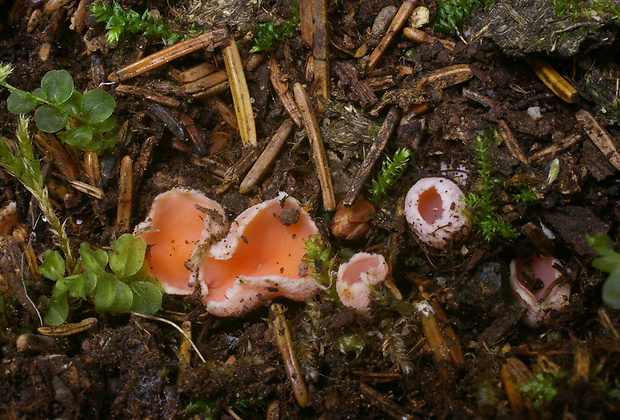 ružovka vretenovitovýtrusná Rhodoscypha ovilla (Peck) Dissing & Sivertsen
