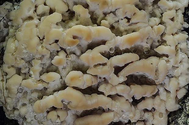 zubček severský Climacodon septentrionalis (Fr.) P. Karst.