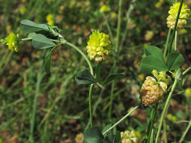 ďatelina poľná Trifolium campestre Schreb.