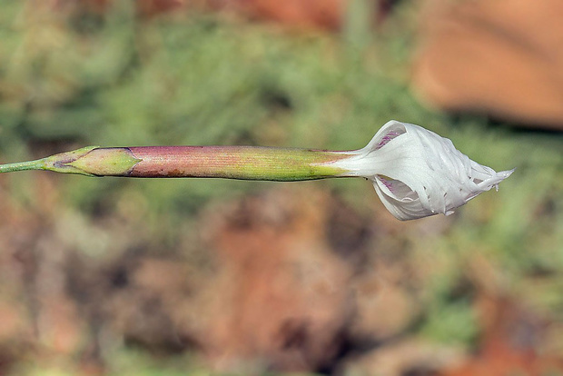 klinček neskorý Dianthus serotinus Waldst. et Kit.