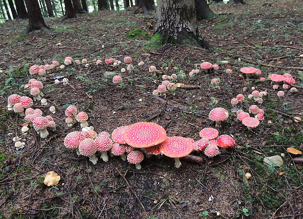 muchotrávka červená Amanita muscaria (L.) Lam.