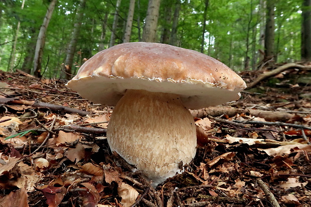 hríb smrekový Boletus edulis Bull.