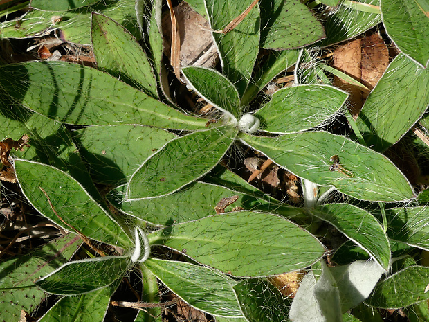 chlpánik veľkoúborový Pilosella macrantha