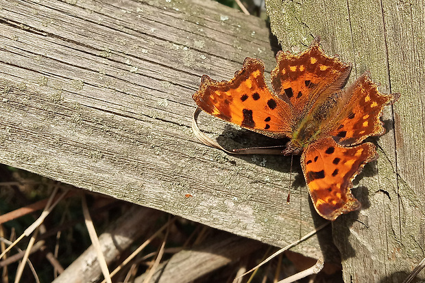 bábôčka zubatokrídla Polygonia c-album