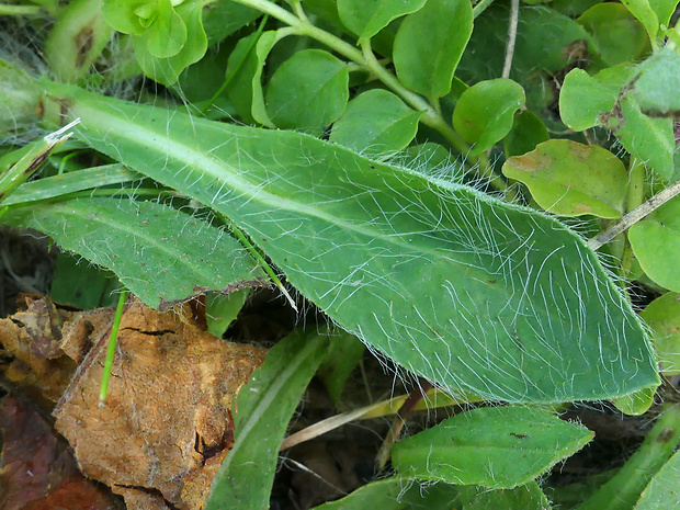 chlpánik výbežkatý Pilosella flagellaris (Willd.) P. D. Sell et C. West