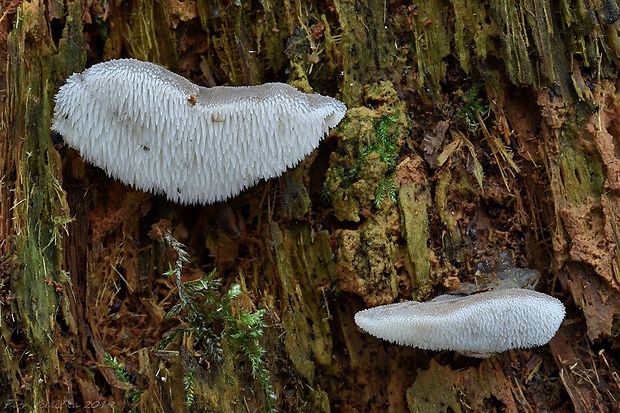 pajelenka želatínová Pseudohydnum gelatinosum (Scop.) P. Karst.