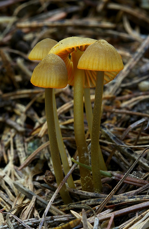 prilbička oranžovoobrúbená Mycena aurantiomarginata (Fr.) Quél.