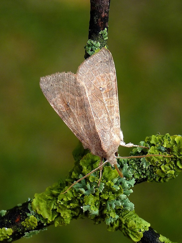 mora očkatá Xanthia ocellaris