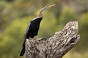 anhinga tmavobruchá