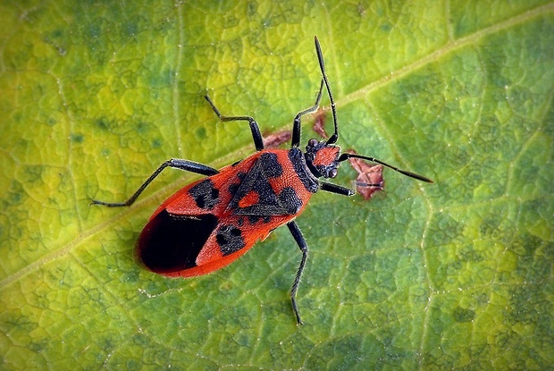 obrubnica červená (sk) / vroubenkovka červená (cz) Corizus hyoscyami Linnaeus, 1758