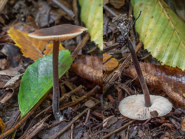 smeťovček uhorkový Macrocystidia cucumis (Pers.) Joss.