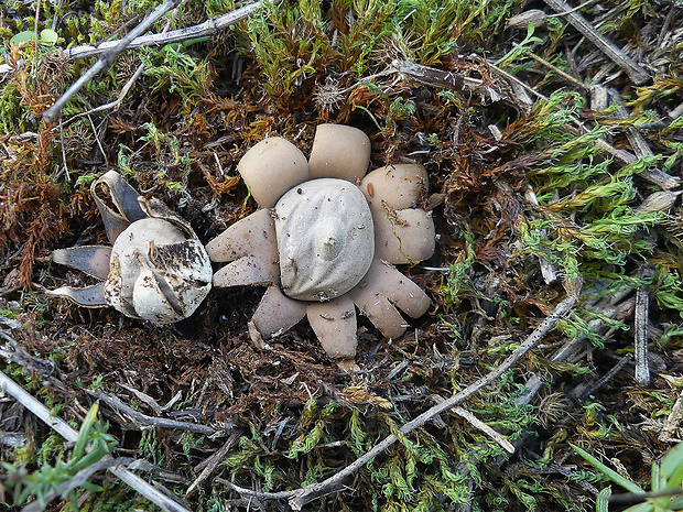 hviezdovka bradavičnatá Geastrum corollinum (Batsch) Hollós