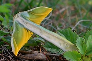 lúčnica žltozelená
