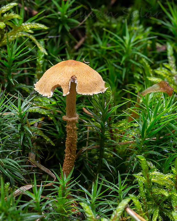 zrnivka okrová Cystoderma amianthinum (Scop.) Fayod