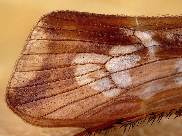 potočník rombický (sk) / chrostík kosníkový (cz) Limnephilus rhombicus Linnaeus, 1758