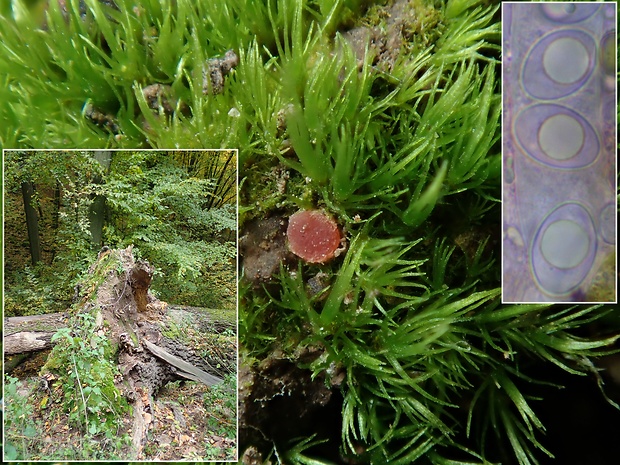 kvapka fialová Octospora lilacina (Seaver) Svrček & Kubička