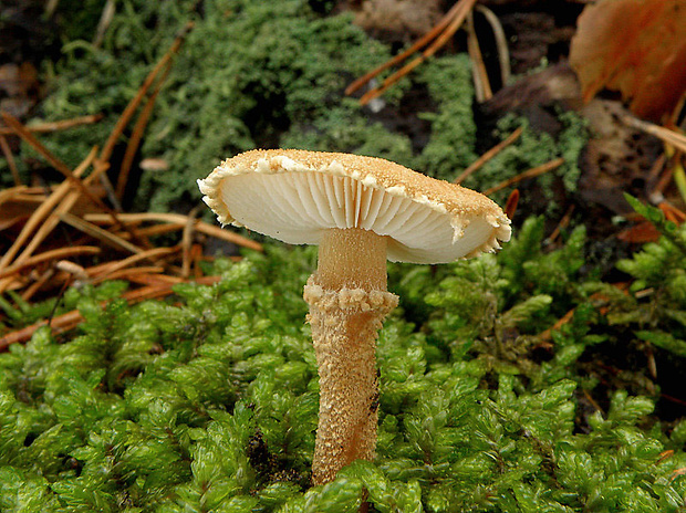 zrnivka okrová Cystoderma amianthinum (Scop.) Fayod