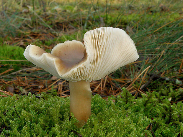 peniazovka maslová Rhodocollybia butyracea (Bull.) Lennox