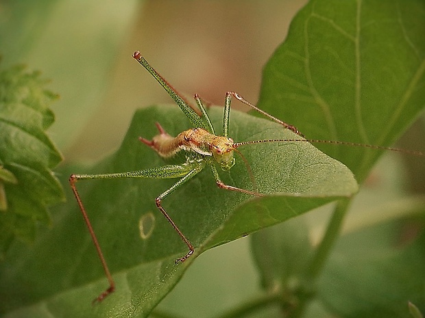 kobylka bielopása Leptophyes albovittata