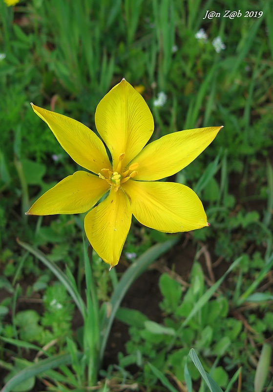 tulipán lesný Tulipa sylvestris L.