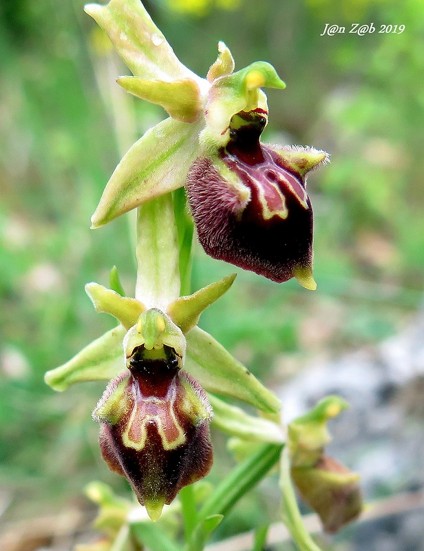 hmyzovník Ophrys × arachnitiformis