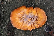žilnačka oranžová