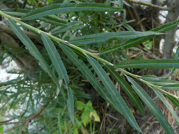 vŕba sivá Salix elaeagnos Scop.
