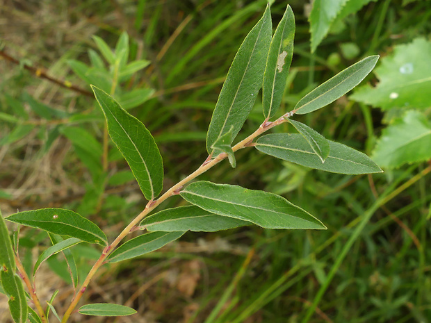vŕba rozmarínolistá Salix rosmarinifolia L.