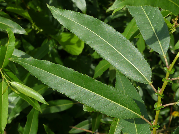 vŕba trojtyčinková Salix triandra