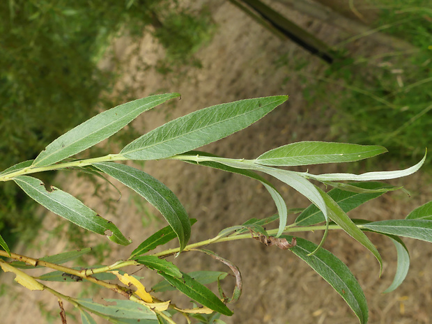 vŕba Salix x sepulcralis Simonk.