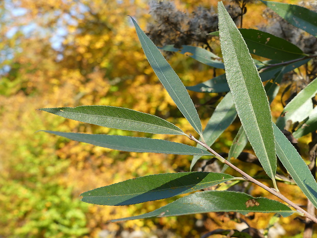 vŕba Salix x undulata Ehrn.