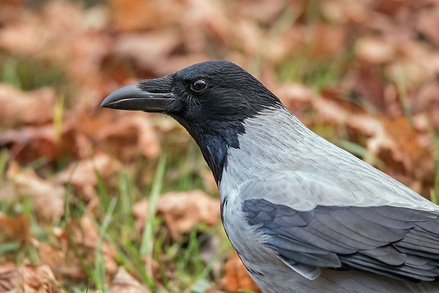 vrana túlavá východoeurópska  Corvus corone cornix