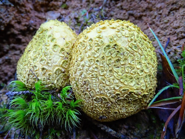 pestrec Scleroderma sp.