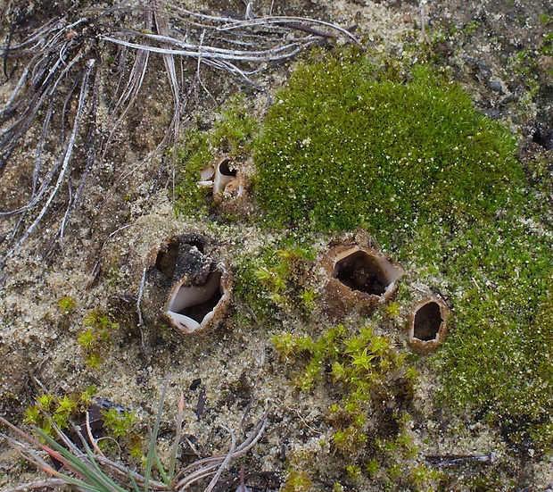 hrobnička piesočná Geopora arenicola (Lév.) Kers