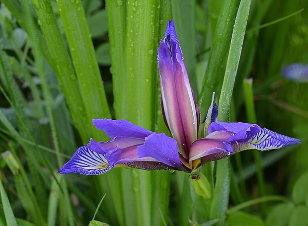 kosatec trávolistý Iris graminea L.